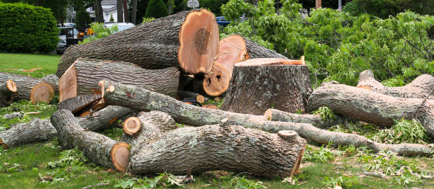 Brinckerhoff, NY Tree Removal Services Company